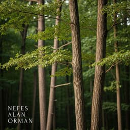 Nefes Alan Orman - Rahatla Zamanı Vaha