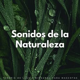 Sonidos De La Naturaleza: Terapia De Lluvia Binaural Para Mascotas - Sonidos Tranquilos de lluvia