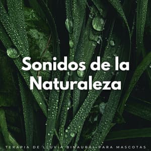 Sonidos De La Naturaleza: Terapia De Lluvia Binaural Para Mascotas - Sonidos Tranquilos de lluvia