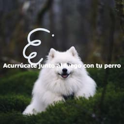 Acurrúcate junto al fuego con tu perro - Breakfast Lounge Music