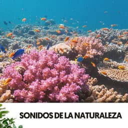 Sonidos de la Naturaleza: Melodías bajo las olas - Relajacion