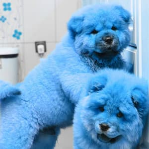 Music for Cozy Winter Doggo - Alto Sax - Relaxation Music For Dogs