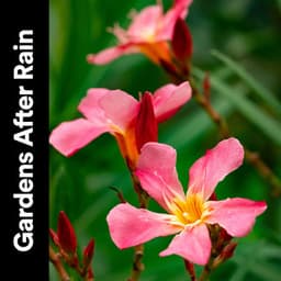 Gardens After Rain - Nature and Rain