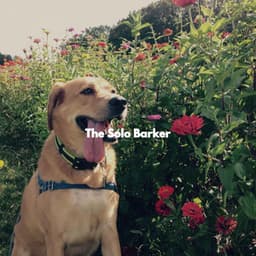 The Solo Barker - Musica Per Cani