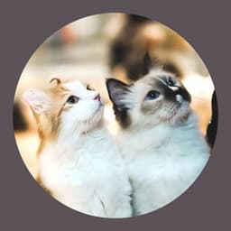 Outstanding Background for Afternoon Cats - Calm Music for Cats