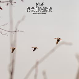 Bird Sounds For Sleep Therapy - Natural Sample Makers