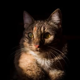 Armónicos Del Ronroneo: Música Para Gatos Relajantes - Ayudante para aliviar el estrés