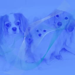 Music for Doggy Mental Health - Trumpet Jazz - Relaxing Dog Music