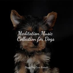Meditation Music Collection for Dogs - Music For Dogs