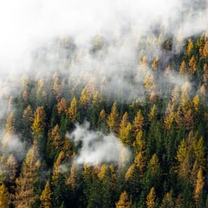 Rain Pour - Lofi Rain