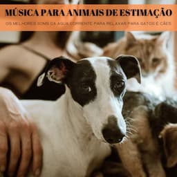 Música Para Animais De Estimação: Os Melhores Soms Da Agua Corrente Para Relaxar Para Gatos E Cães - Música Relax para Bares