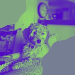 Backdrop for Doggy Mental Health - Relaxing Dog Music Society