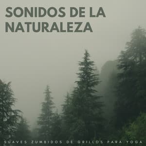 Sonidos De La Naturaleza: Suaves Zumbidos De Grillos Para Yoga - Música de la Naturaleza