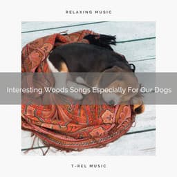 Interesting Woods Songs Especially For Our Dogs - Dog Total Relax