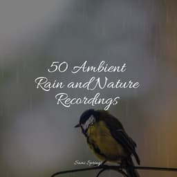 50 Ambient Rain and Nature Recordings - Música de la Naturaleza