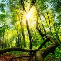 Enchanted Vistas: A Melody of Nature's Beauty - Alpha Wave