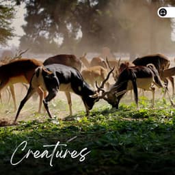 Creatures - Nature Ambience