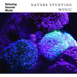 Nature Studying Music - Study Radiance