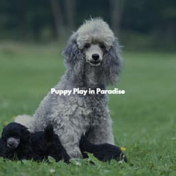 Puppy Play in Paradise - Relaxing Instrumental Jazz