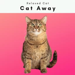 1 Cat Away - Pet Music Therapy