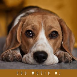 Music For Resting Dogs - Dog Music DJ