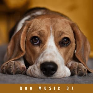 Music For Resting Dogs - Dog Music DJ