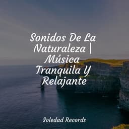 Sonidos De La Naturaleza | Música Tranquila Y Relajante - Cascada de Lluvia