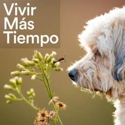 Vivir Más Tiempo - Mascotas tranquilas