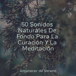50 Sonidos Naturales De Fondo Para La Curación Y La Meditación - Meditation Relaxation Club