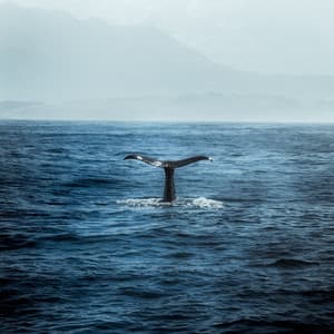 Mystic Melodies: Whale Harmony for Total Relaxation - Sleeping Ocean Waves