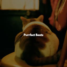 Purrfect Beats - Musica para Estudiar Radio