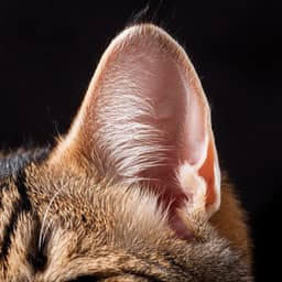 Music For The Quiet World Of Cats - Cat Calmer