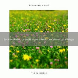 Sonidos Perfectos del Bosque y Ruido de Colores para Relajar - Ruido Blanco