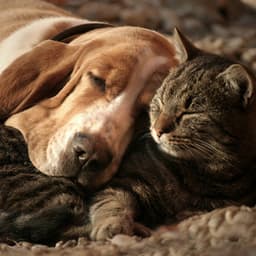 Night Slumber: Hip Hop Beats for Pets - The Animal Group