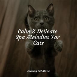 Calm & Delicate Spa Melodies For Cats - Pet Care Music Therapy