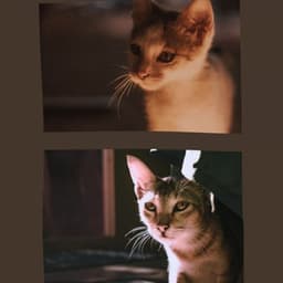 Backdrop for Cutest Kittens - Sleepy Cat