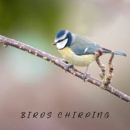 Whispers at Dawn - Beth Souls