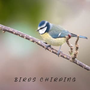 Whispers at Dawn - Beth Souls