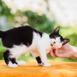 Ambient Purring Cats in the Rain - Rain Rec.