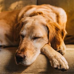 Orquesta Para Mascotas: Melodías Reconfortantes Para Compañeros - josegarcia