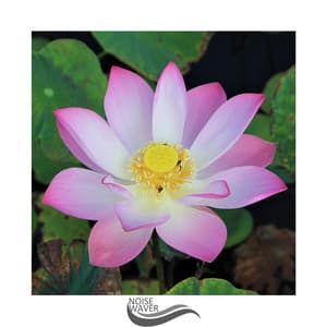 Effective Relaxation - Baby Relax Channel