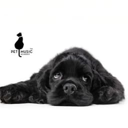PTSD Animal Therapy - Pet Music Academy