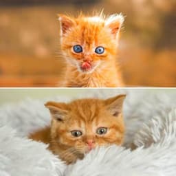 Ambiance for The Cutest Kitten - Soothing Cat Music