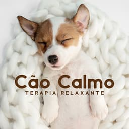Cão Calmo - Heilende Geräusche Der Natur Academie