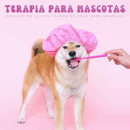 Terapia Para Mascotas: Sonidos De Lluvia Calmantes Sólo Para Animales - Música de mascotas relajante