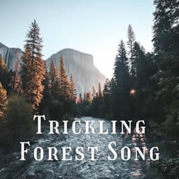 Trickling Forest Song - Nature Lab