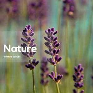 Breeze of Natural Air - Nature's Frequencies