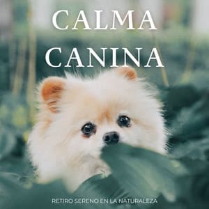 Calma Canina: Retiro Sereno En La Naturaleza - El proyecto de la naturaleza