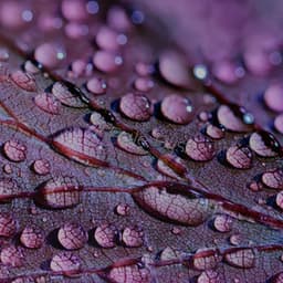 Pale Bliss - Eon Wilder