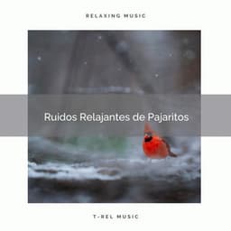 1 Ruidos Relajantes de Pajaritos - Sonidos De Aves
